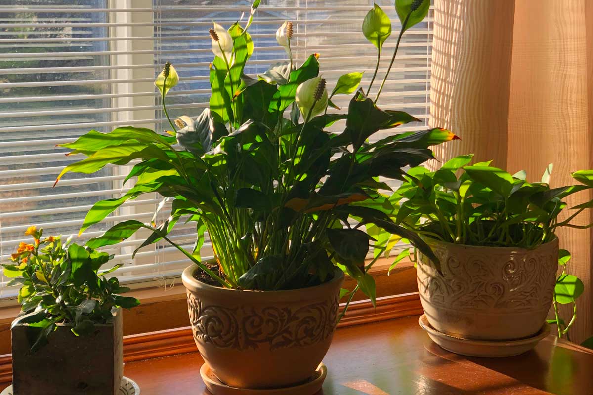 Come purificare l’aria di casa con le piante? Ecco la Top Five