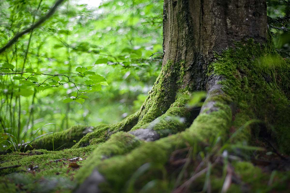 Proteggere i boschi: nuove radici per il nostro futuro