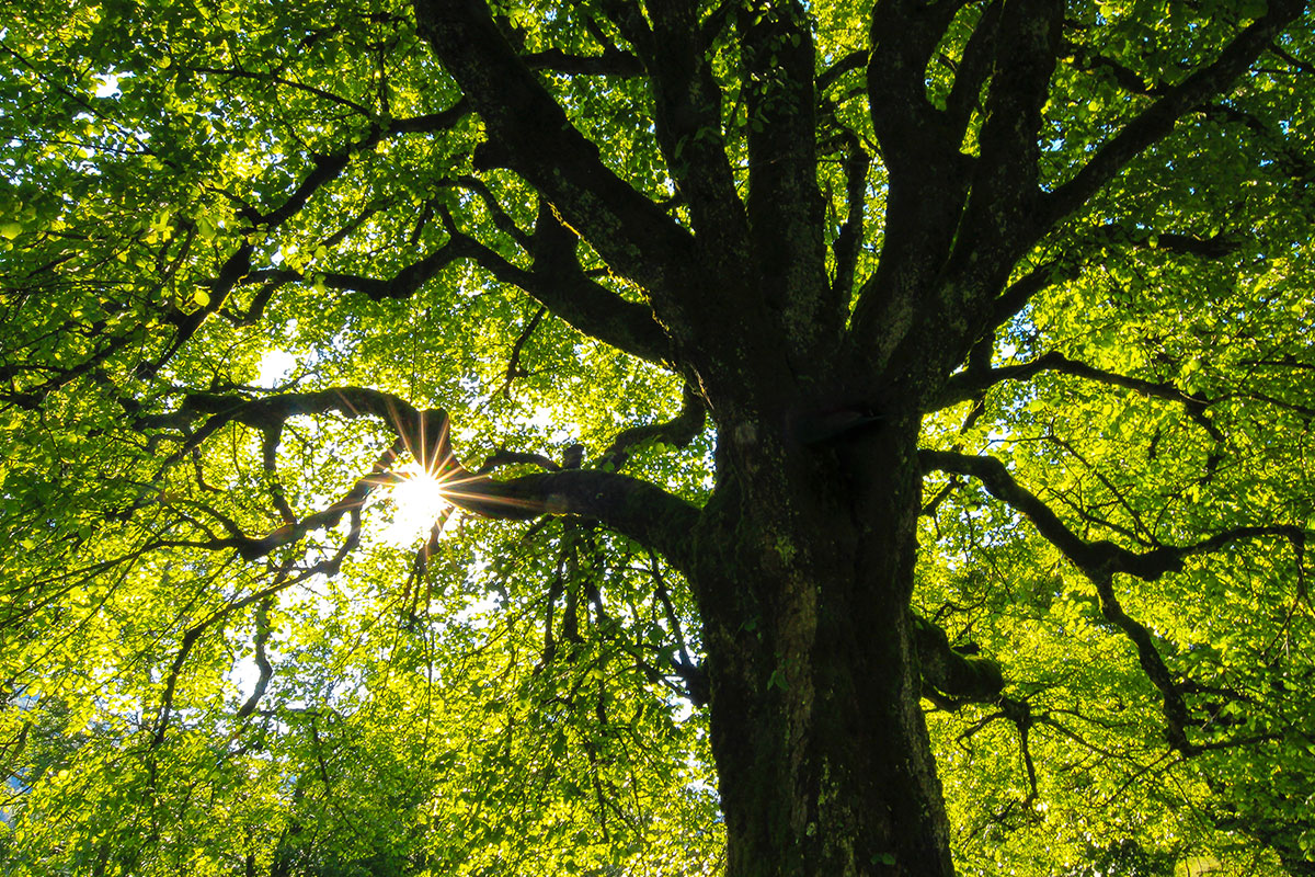 Benefici degli alberi: un futuro sempre più verde!
