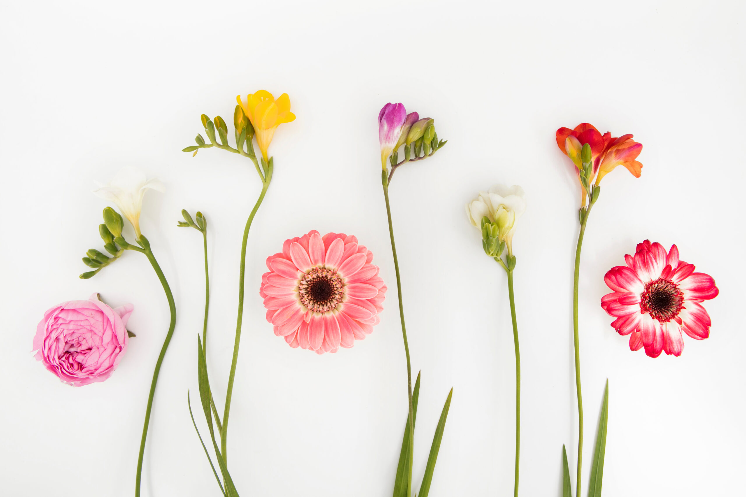 Tataki zome: personalizza i tuoi abiti con i fiori di campo