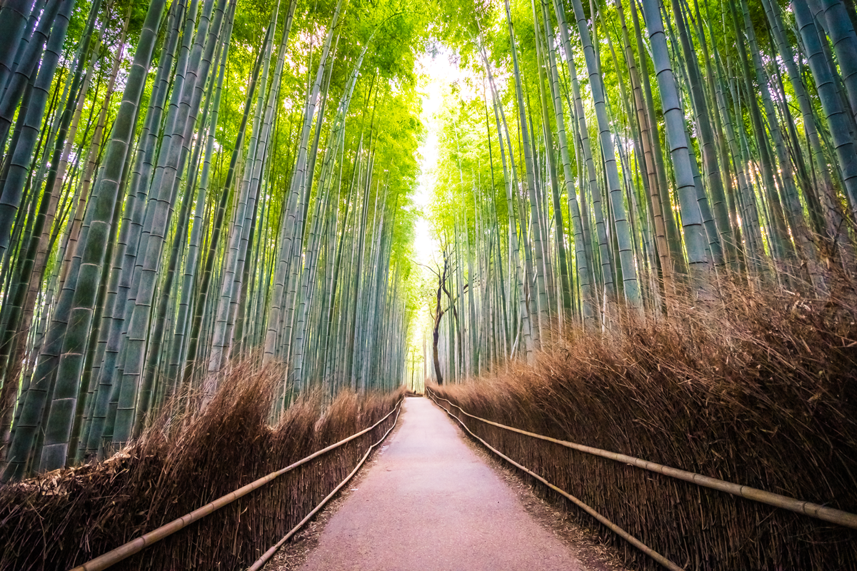 Bambù: l’acciaio vegetale è il materiale del futuro?